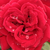 Roșu - Trandafir teahibrid - Royal Velvet